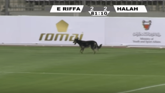 توقف مباراة الحالة والرفاع الشرقي في الدوري البحريني بسبب كلب !